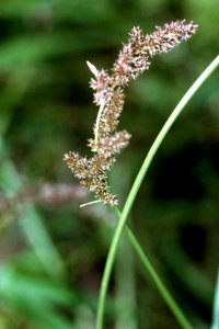 Carex decomposita NRCS-1
