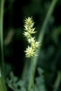 Carex sparganioides NRCS-1
