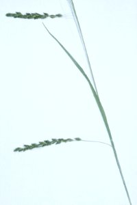 Carex gracillima NRCS-002