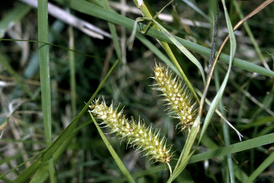 Carex baileyi NRCS-1