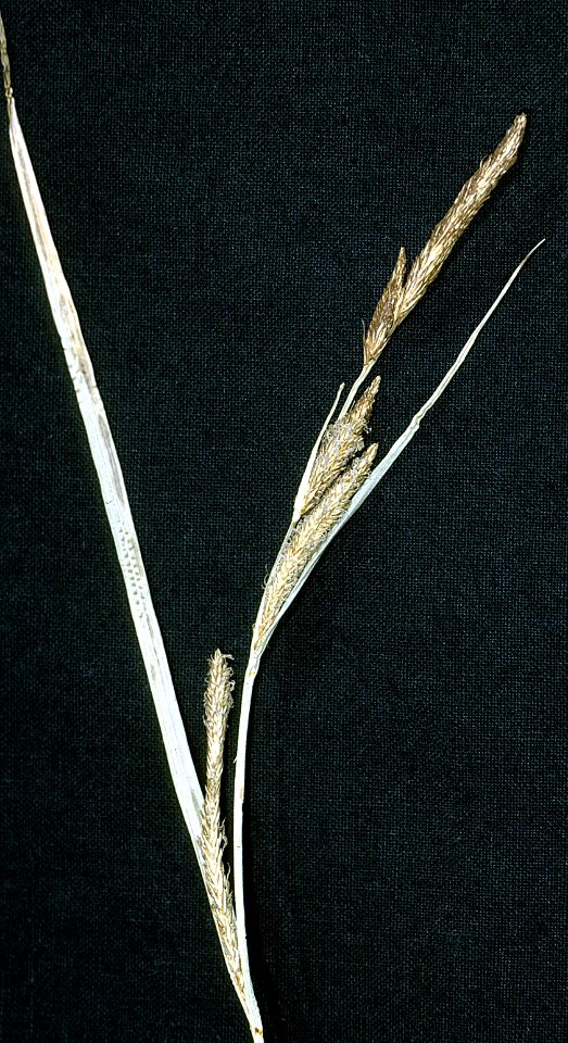 Carex stricta NRCS-1