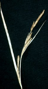 Carex stricta NRCS-1