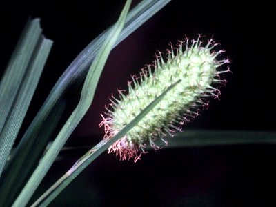 Carex typhina NRCS-1