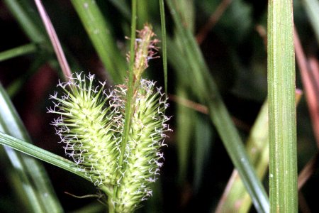 Carex lurida NRCS-1
