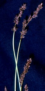 Carex diandra NRCS-1