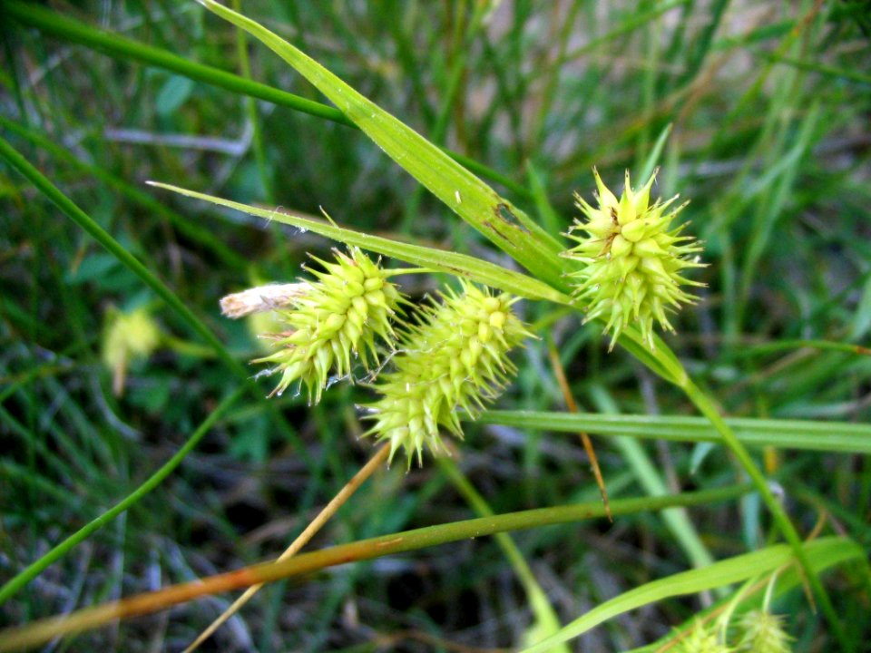 Carex hystericina NRCS-1
