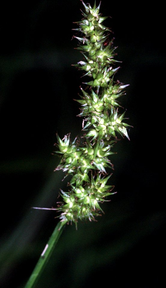 Carex stipata NRCS-1