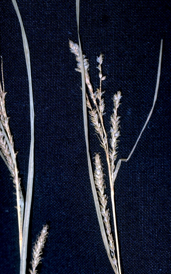 Carex lenticularis NRCS-1