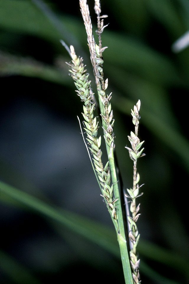 Carex torta NRCS-1