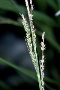 Carex torta NRCS-1