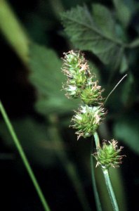 Carex molesta NRCS-1