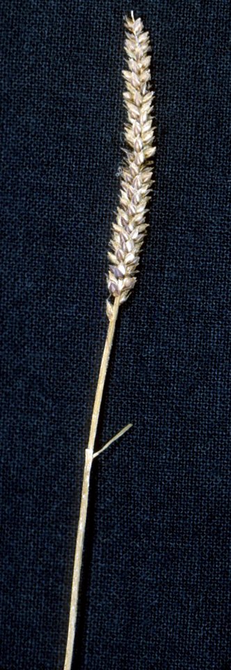 Carex scirpoidea NRCS-1