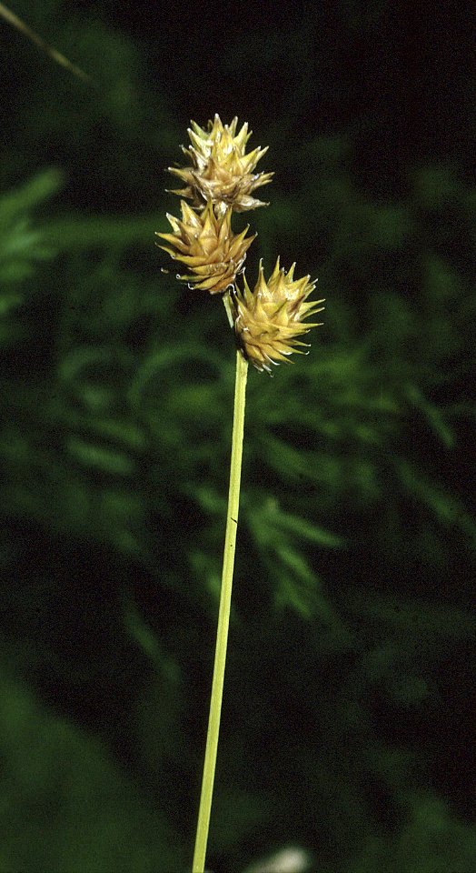 Carex straminea NRCS-1