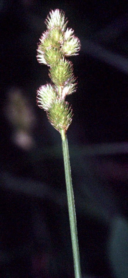 Carex tribuloides NRCS-1