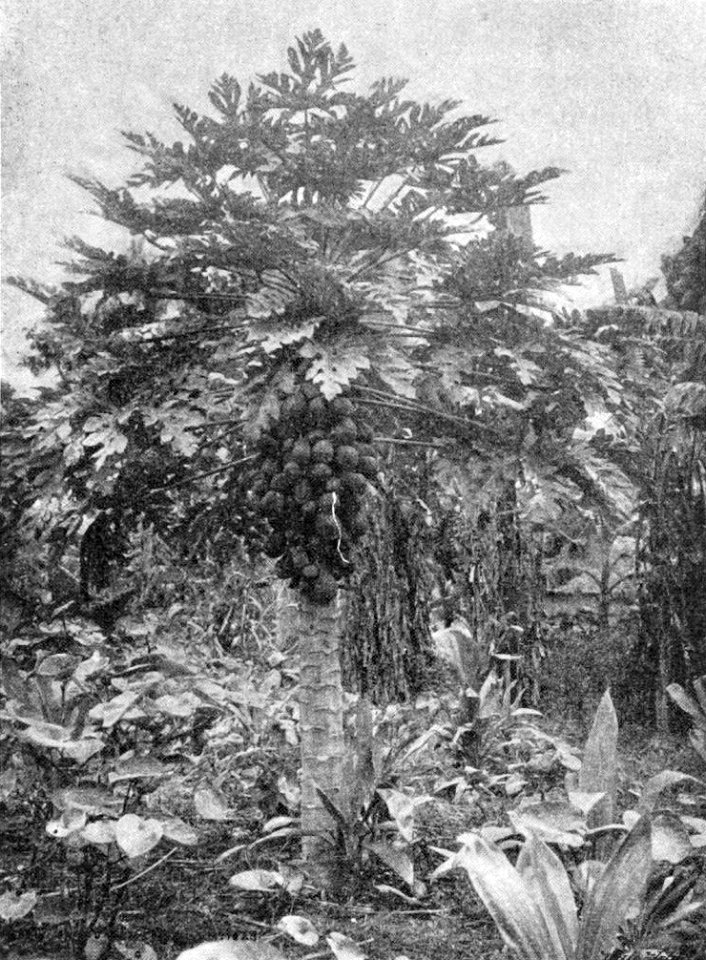 Carica Papaya 1901 Korensky