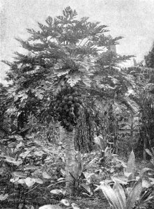 Carica Papaya 1901 Korensky photo