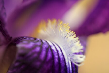 Flower violet macro