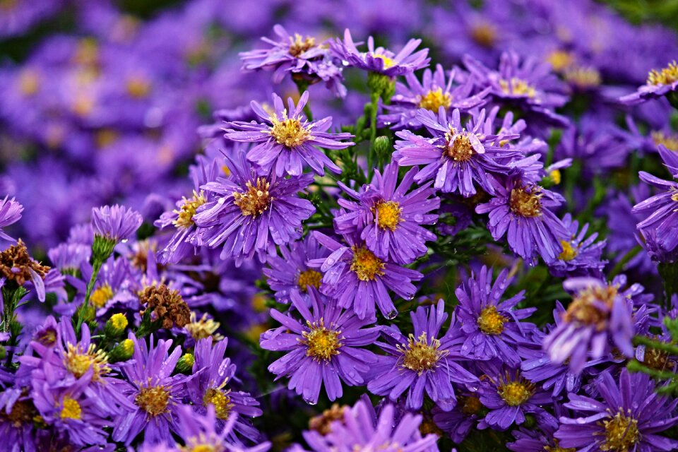 Flowers rain drop of water