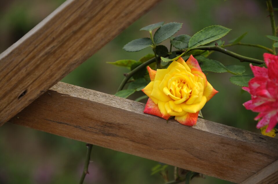 Rose flower Free photos