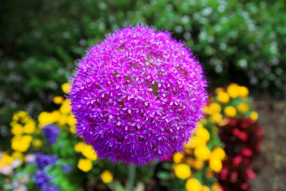 Nature spherical pink