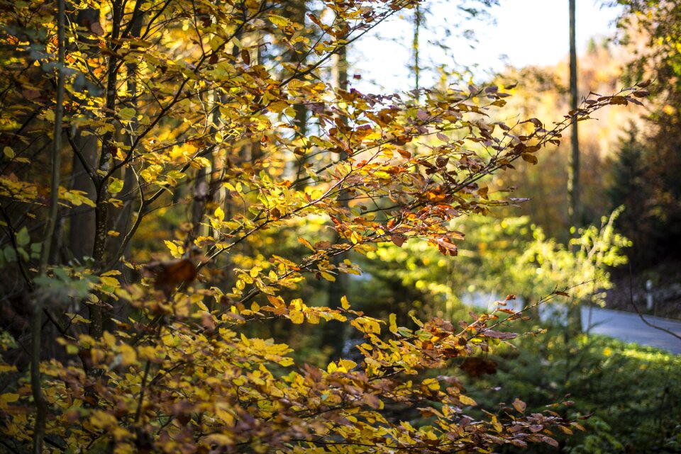 Nature golden autumn fall leaves