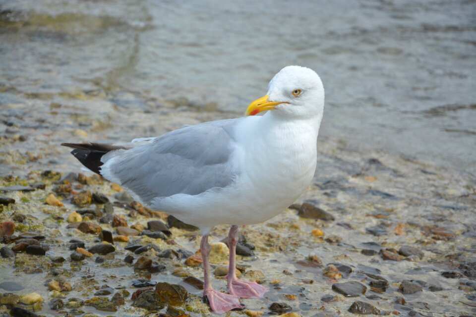 Nature ornithology seagull