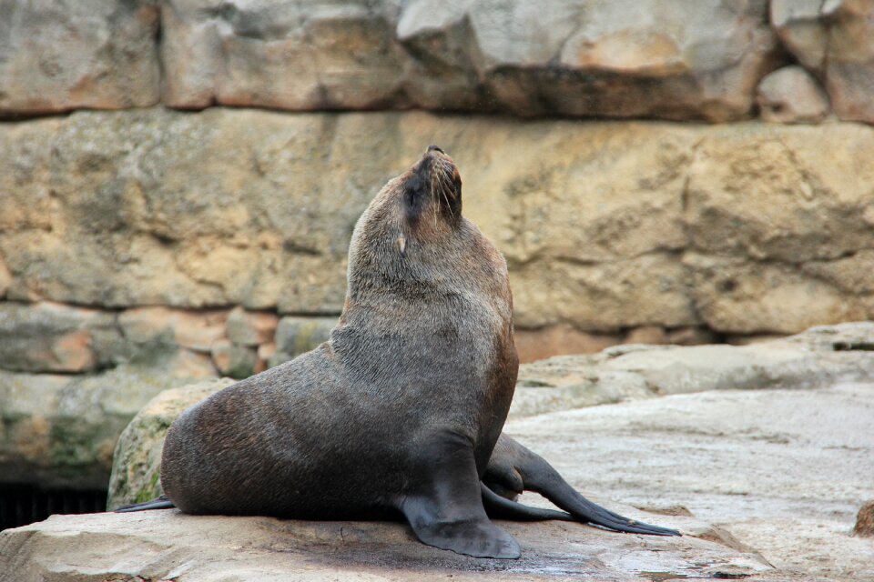 Animal animal world waters