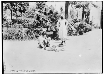 Cobra and Mongoose, Lucknow LCCN2014713913