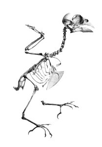 Coccothraustes vulgaris 196