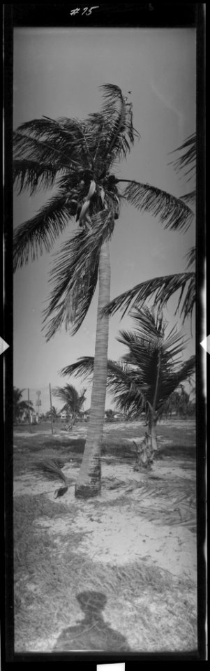 Coconut palm LCCN2017656415