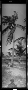 Coconut palm LCCN2017656415