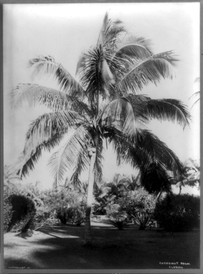 Coconut palm, Florida LCCN96510081