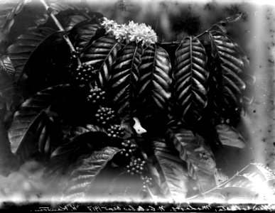 Coffea robusta, blommande och fruktbärande grenar. Modajag. Indonesien - SMVK - 022163