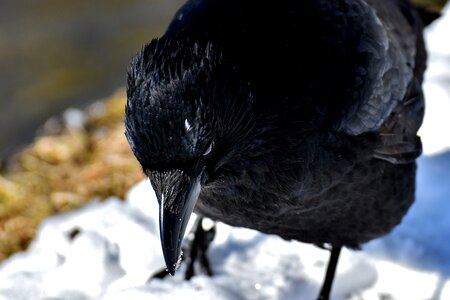 Raven snow winter