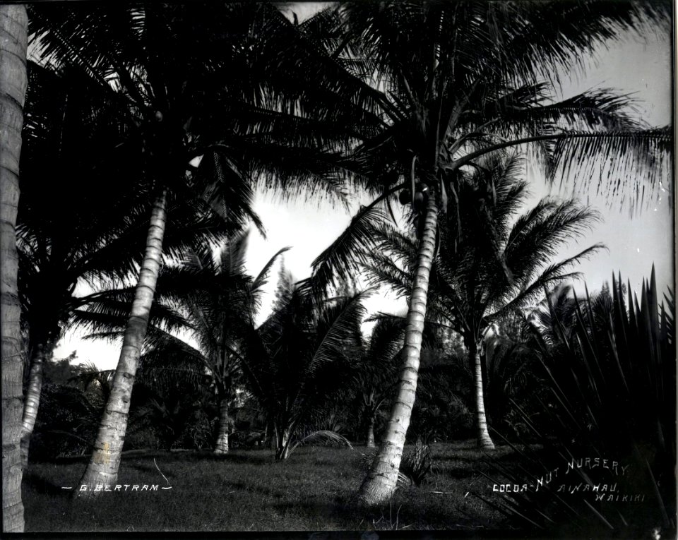 Coconut Nursery, Ainahau, photograph by Brother Bertram