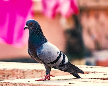 Nature feather pigeon