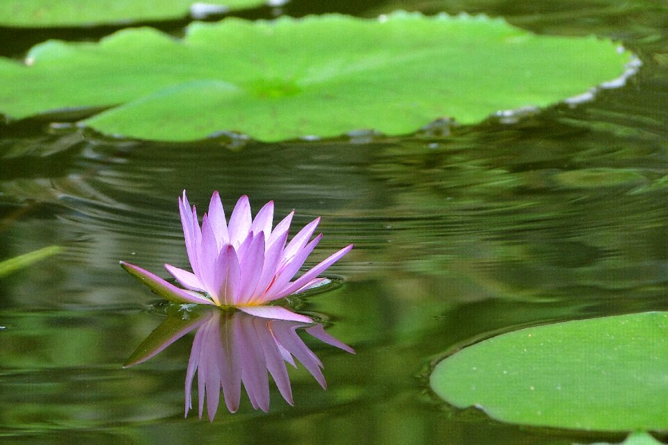 Cool leisurely reflection