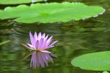 Cool leisurely reflection