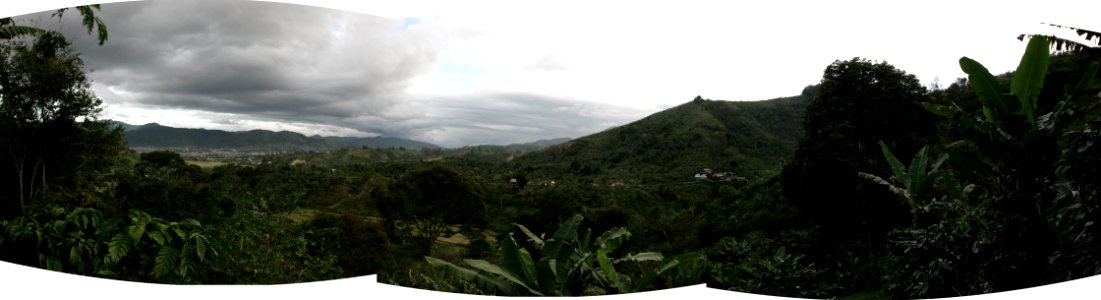 Coffee Plantation in Takengon Aceh (5281850478)