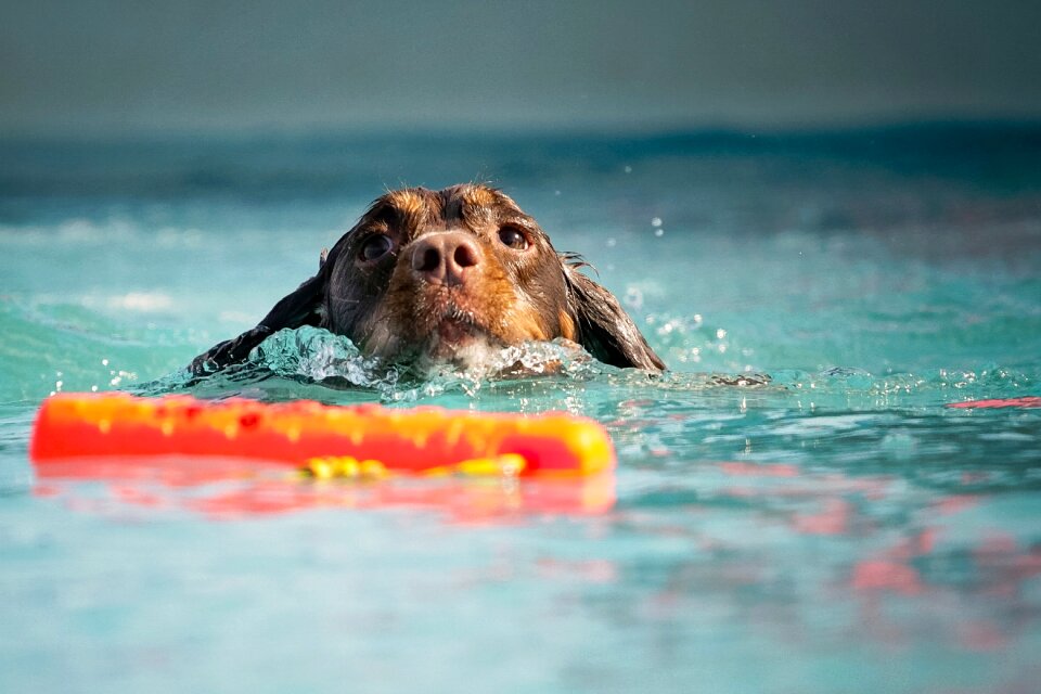 Wet dog spaniel summer