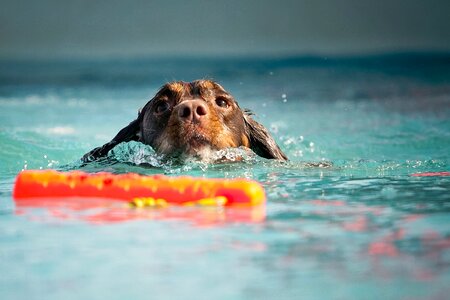 Wet dog spaniel summer photo