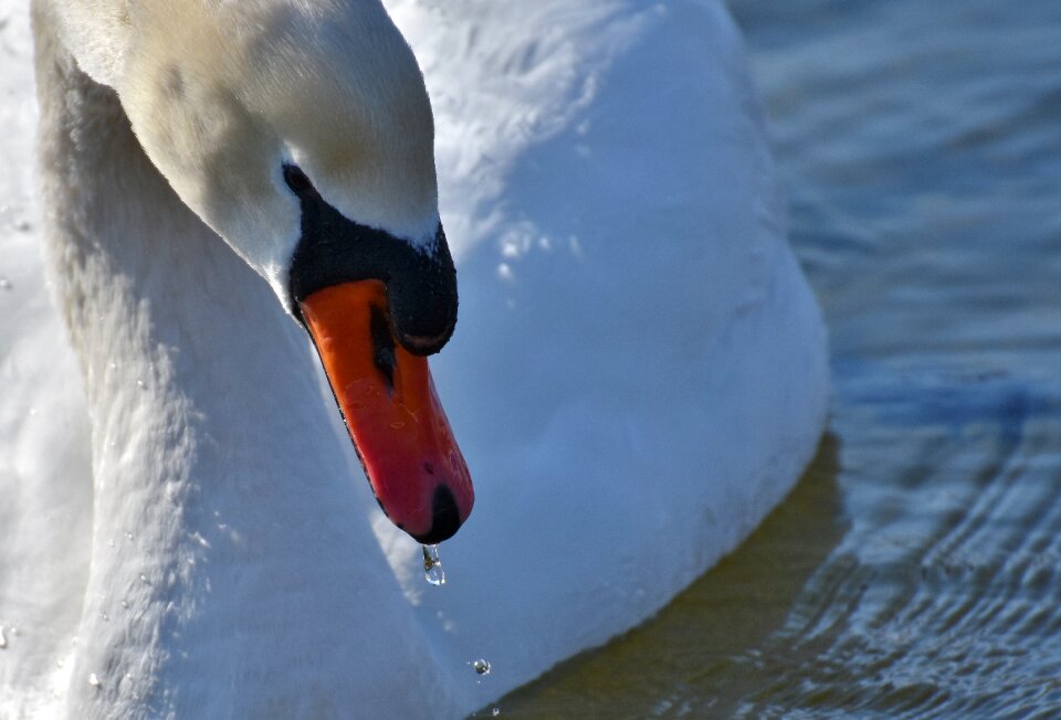 Plumage white beautiful