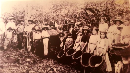 Cogedores de café. Costa Rica