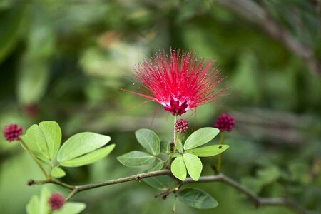 Plant albizia julibrissin silktree albizziae flower