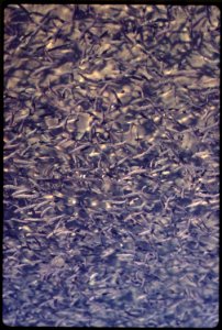 Coho-salmon-in-columbia-river-fish-hatchery-051973 4271685477 o