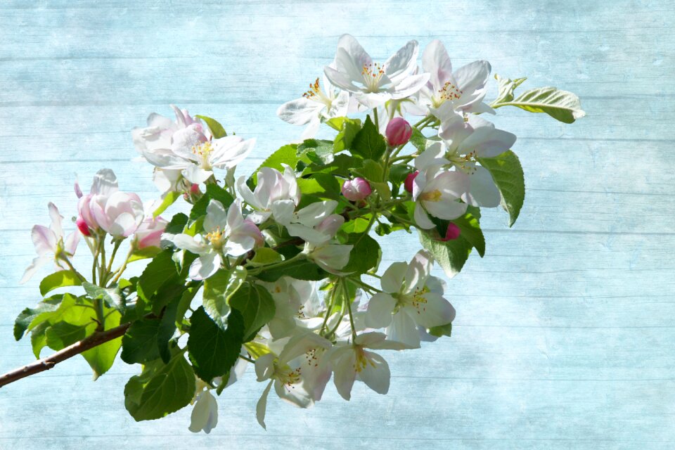 White blossom flowers