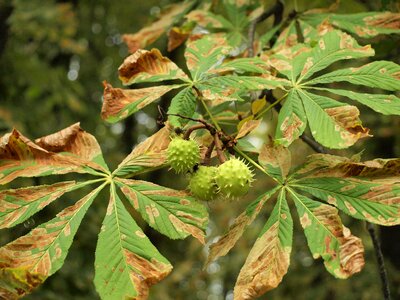 Conker chestnut tree photo