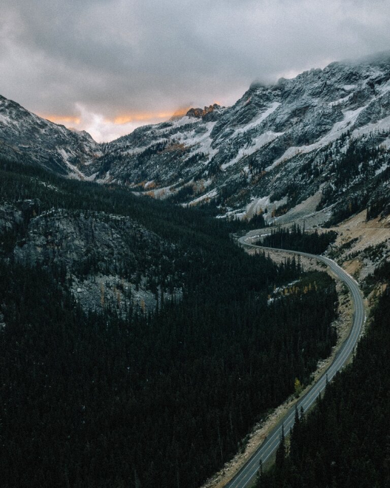 Plant forest road