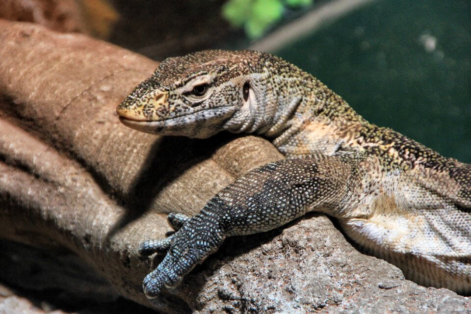 Animal world animal wild