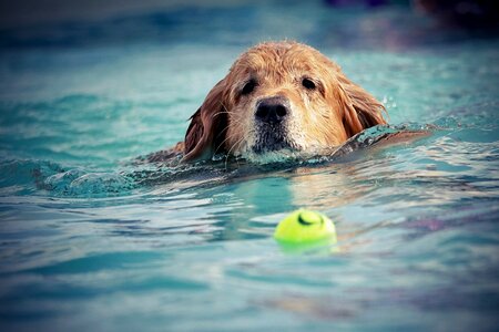 Wet dog summer fun photo